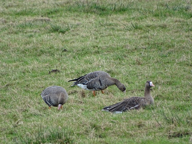 是技術的比 是技術的比
